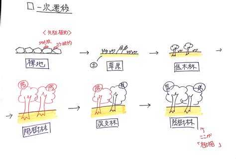 一次遷移|【生物基礎】植生の遷移をわかりやすく解説！